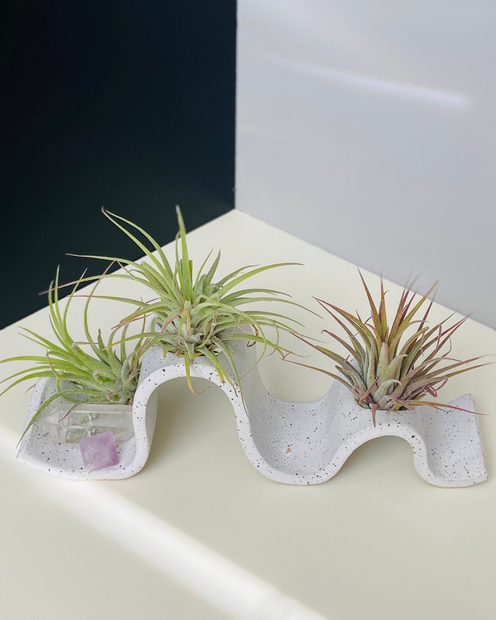air plants holders Ceramic Wavy Air Plant Holder