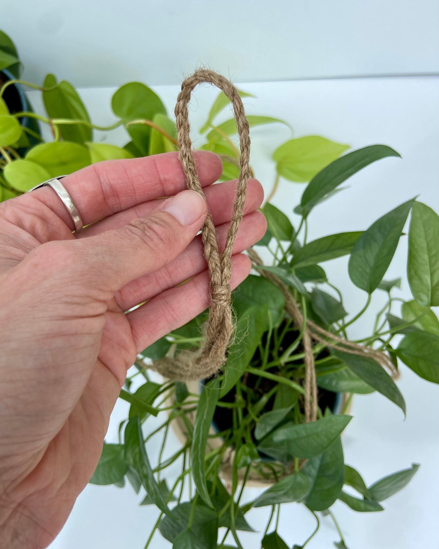 Hanging Plant Tray